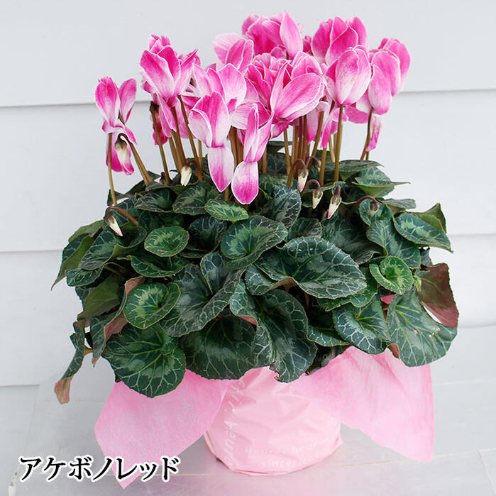 楽天市場 大きいサイズ シクラメン 6号鉢花 選べるシクラメン簡易ラッピング無料 メッセージカード無料 送料無料 一部地域限定 誕生日ギフト ハッピーガーデン