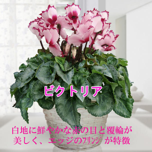 楽天市場 大きいサイズ シクラメン 6号鉢花 選べるシクラメン簡易ラッピング無料 メッセージカード無料 送料無料 一部地域限定 誕生日ギフト ハッピーガーデン