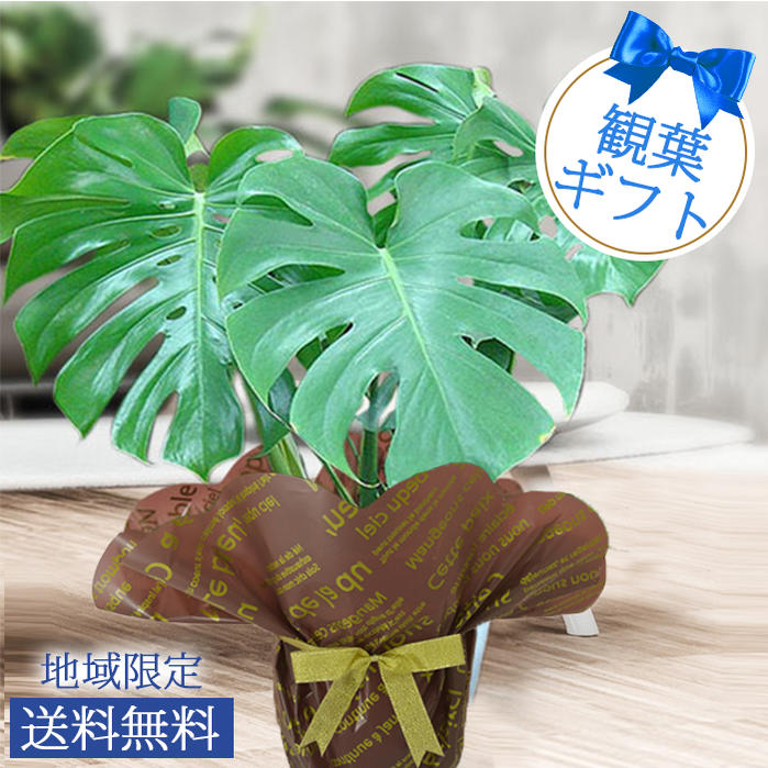 28-19 斑入りモンステラ ・ホワイトタイガー苗 Monstera 植物 | www