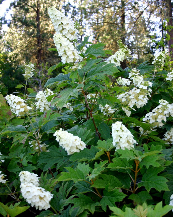 楽天市場 一重咲き柏葉紫陽花5号鉢 1鉢 耐寒性多年草 シュラブ 来年開花予定株 ハッピーガーデン