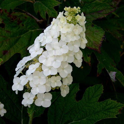 楽天市場 一重咲き柏葉紫陽花5号鉢 1鉢 耐寒性多年草 シュラブ 来年開花予定株 ハッピーガーデン