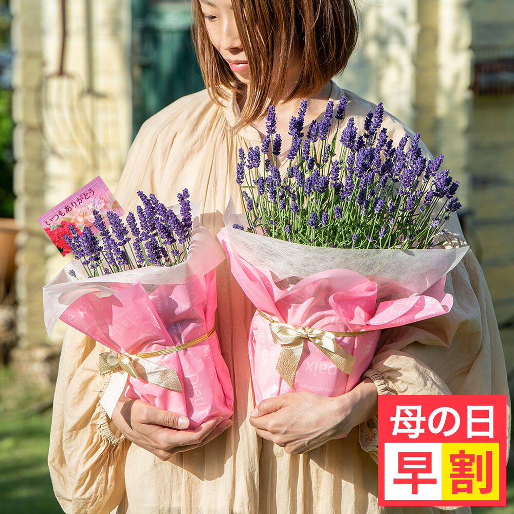 楽天市場】花苗 大株 ラナンキュラス ラックス 1鉢 5号 14種から