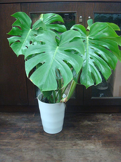 楽天市場 観葉植物 モンステラ 7号 Monstera お届け中 鉢植え ギフト おしゃれ お祝い 誕生日 プレゼント 女性 男性 母 父 フラワーギフト 新築祝い 引っ越し祝い 友人 インテリア グリーン 開店祝い 開業祝い 結婚祝い 贈り物 鉢 お取り寄せ ハッピーガーデン