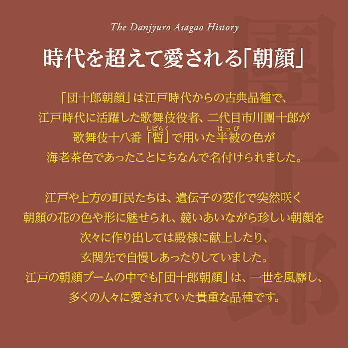楽天市場 夏の贈り物 ギフト 花 鉢植え 珍しい 海老茶色 朝顔 黄葉 団十郎 朝顔 1鉢 6号 鉢花 送料無料 あさがお お中元 父の日 アサガオ プレゼント 誕生日 父 祖父 お花 朝顔市 入谷 七夕 季節の贈り物 御中元 希少 日本朝顔 日本朝顔協会登録 ハッピーガーデン