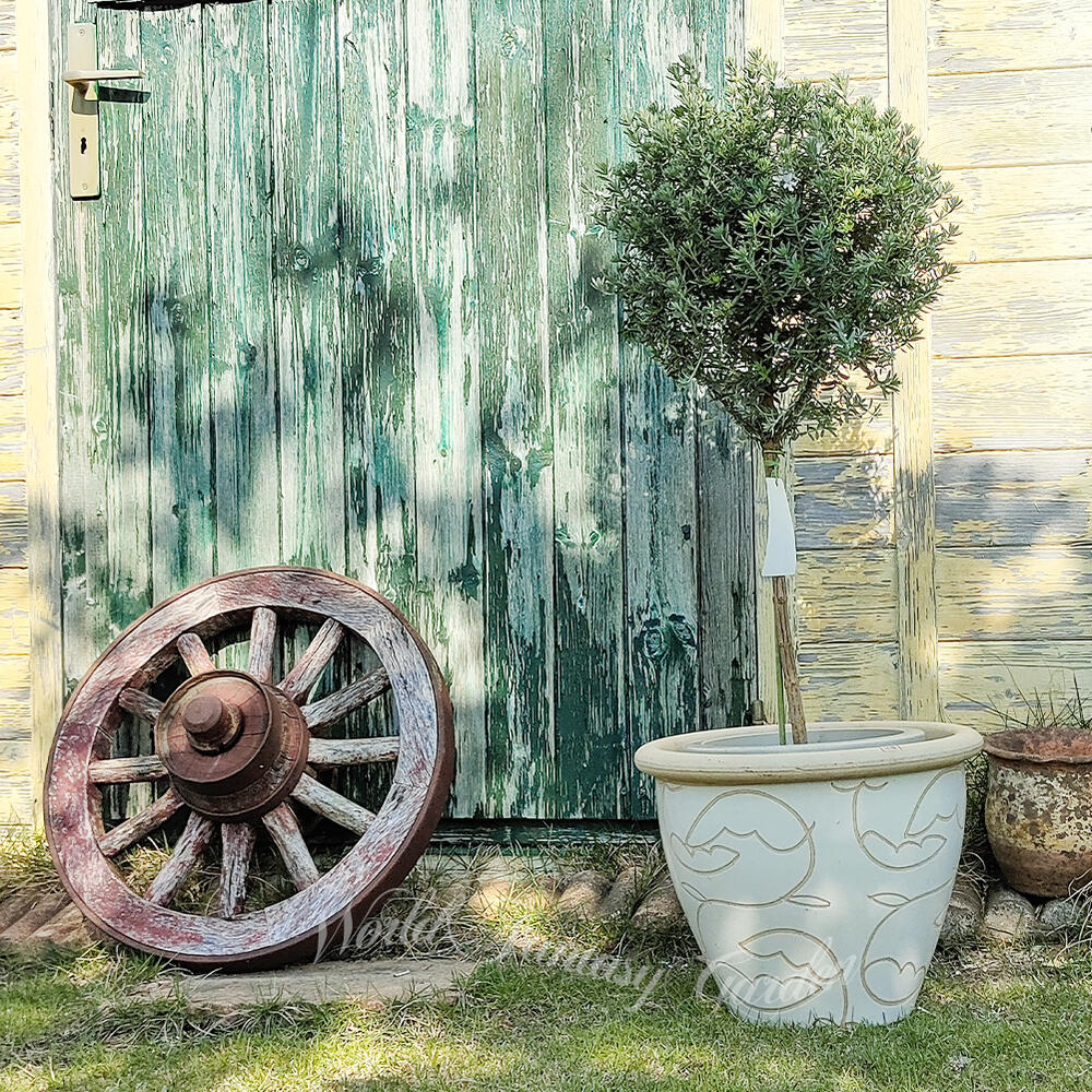 楽天市場】ギフト 木 プレゼント ツゲの木トピアリー ハート仕立て 1鉢