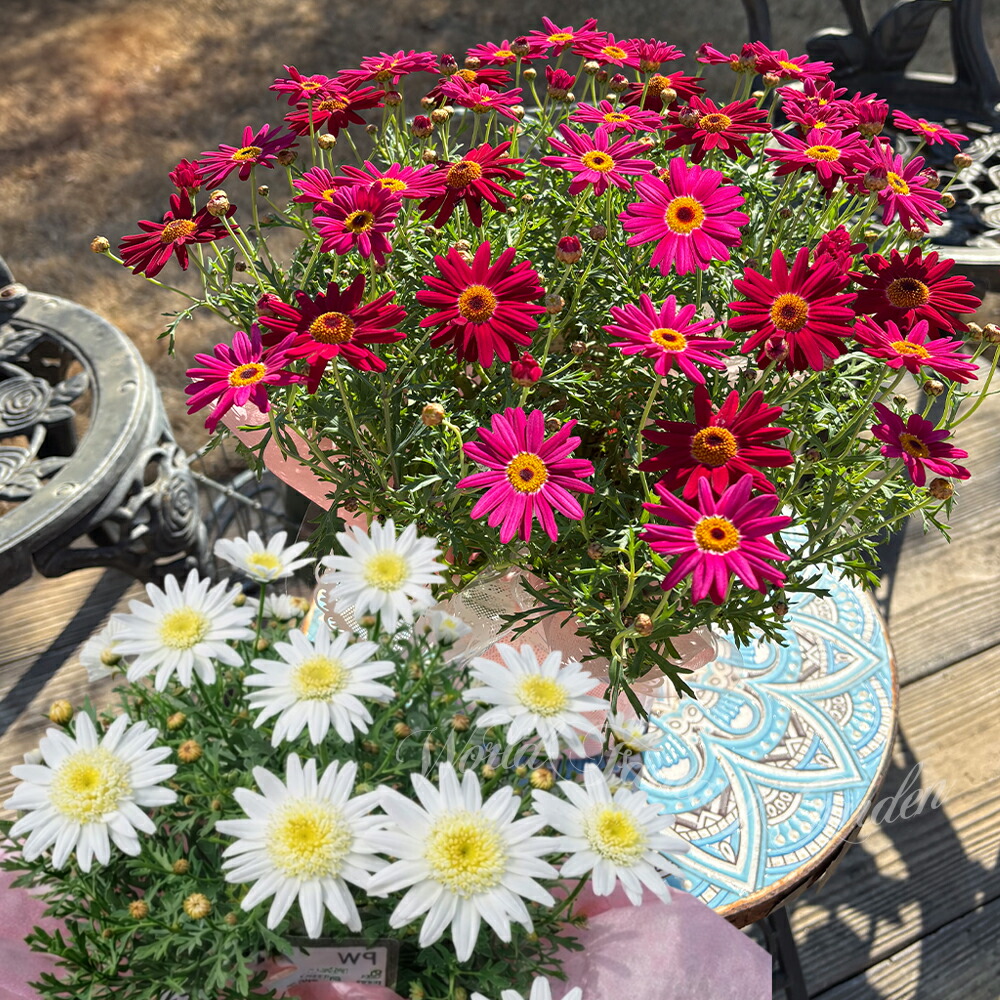 楽天市場】マーガレット スマッシュ ローズ&ホワイト 6号サイズ 鉢植え