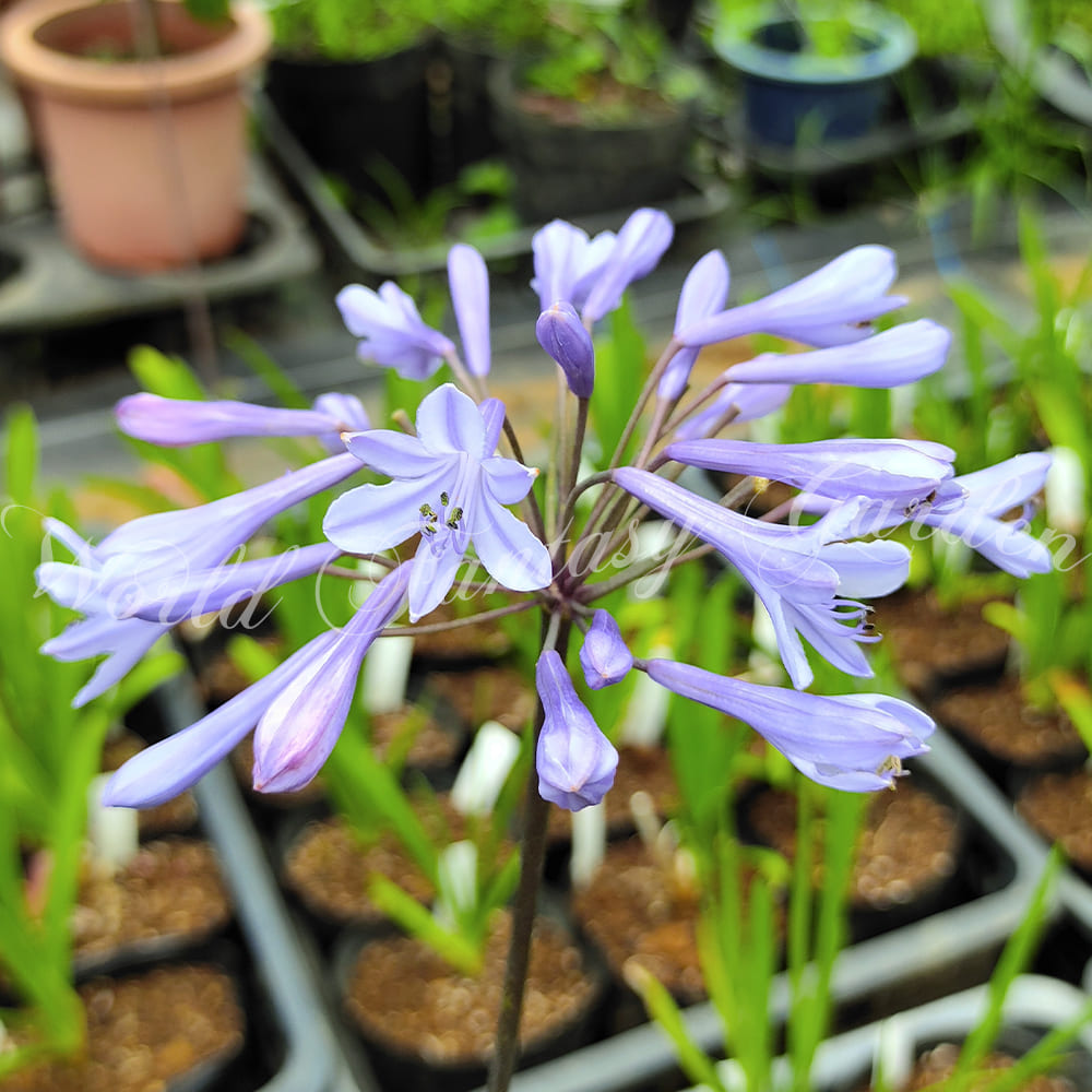 花苗 夏 アガパンサス アフリカンス 青花 1鉢 4号【来年開花見込み株】Agapanthus africanus ムラサキクンシラン 紫君子蘭  多年草 常緑 夏苗 夏の花 シェードガーデン 花壇 庭植え 鉢植え 切り花 ボーダーガーデン コンテナガーデン ロックガーデン ハッピーガーデン | 