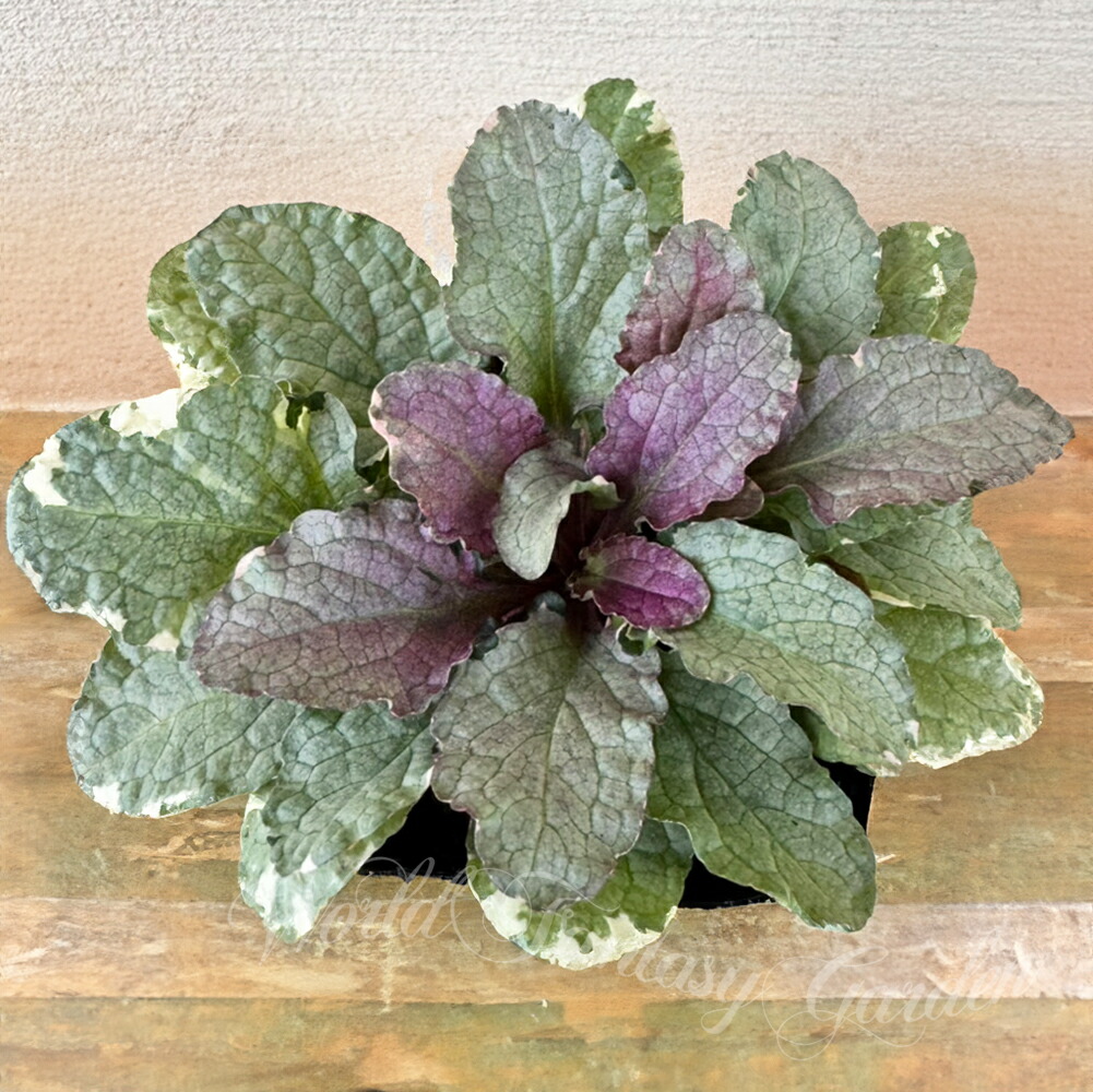 アジュガプラグ苗5種200本 アジュガプラグ苗5種200本