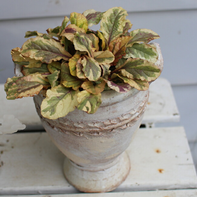 アジュガプラグ苗5種100本 アジュガプラグ苗5種100本 アジュガプラグ苗5種100本 アジュガプラグ苗