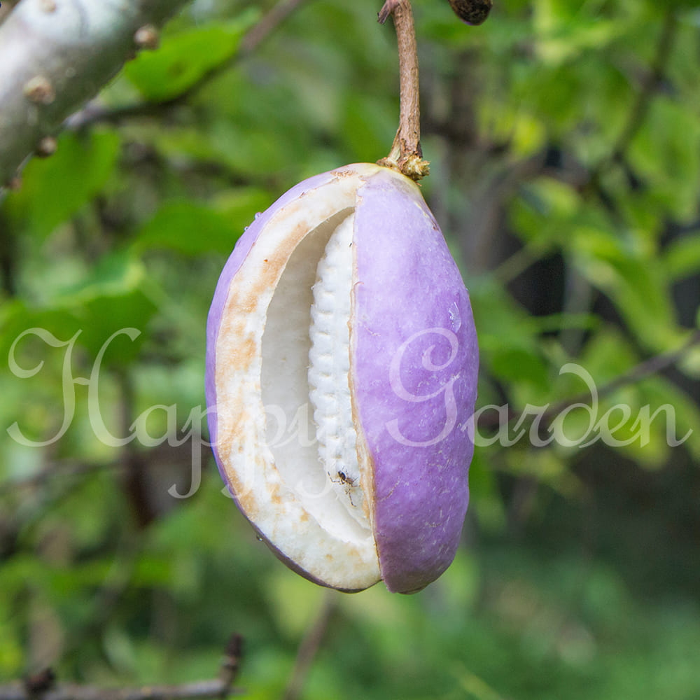 果樹苗 三ツ葉あけび 1鉢 4号Akebia trifoliata ミツバアケビ 三葉木通 つる植物 夏の苗 夏苗 実のなる木 鉢植え ガーデン  ガーデニング 落葉性 つる性 生け垣向き ハッピーガーデン 通販