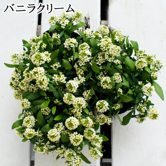 楽天市場 花苗 スイートアリッサム 3株セット 現在ホワイトのみの販売 お届け中 Lobularia Maritima 春苗 冬苗 秋苗 花苗 １年草 ガーデニング 苗 寄せ植え 白花 ラベンダー色 ピンク赤 冬の花 花壇 ハッピーガーデン