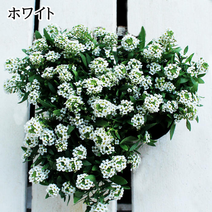 楽天市場 花苗 スイートアリッサム 3株セット 現在ホワイトのみの販売 お届け中 Lobularia Maritima 春苗 冬苗 秋苗 花苗 １年草 ガーデニング 苗 寄せ植え 白花 ラベンダー色 ピンク赤 冬の花 花壇 ハッピーガーデン