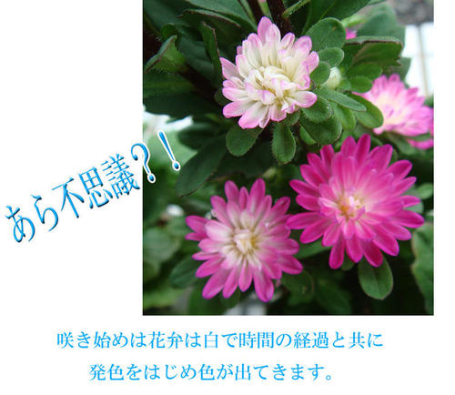 楽天市場 アスター ステラ 1鉢選べる3色 Aster ハッピーガーデン