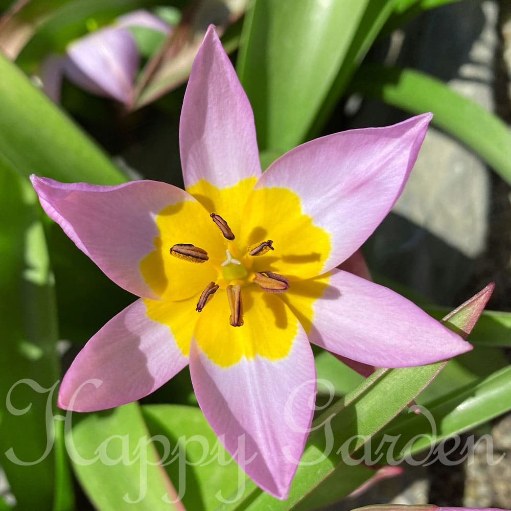 楽天市場】植えっぱなし球根 球根 花 原種チューリップ サキサテリス 5