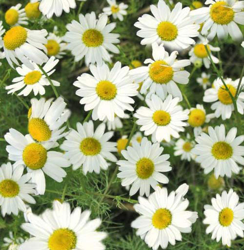 楽天市場】ローマンカモミール 3号ポット苗 カモミール カモマイル