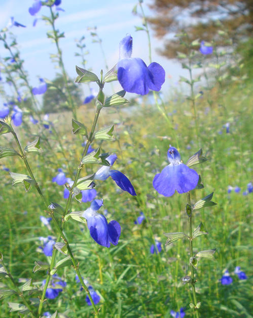 楽天市場 花苗 秋 コバルトセージ 青花 1鉢3号 お届け10月中旬 秋苗先行予約 Salvia Reptans 秋 花苗 宿根草 苗 草丈高 イングリッシュガーデン 鉢植え 庭植え ガーデニング 花壇 サルビアレプタンス Fman10 ハッピーガーデン