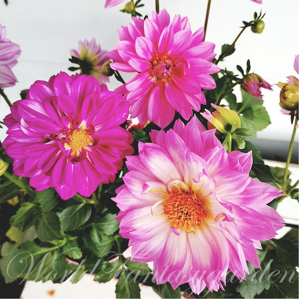 楽天市場 花苗 ダリア マキシ 3色から選べる 1鉢4号 お届け中 Dahlia Hybrid Maxi キク 菊 桃花 鉢植え 寄せ植え ガーデニング ガーデン ハッピーガーデン