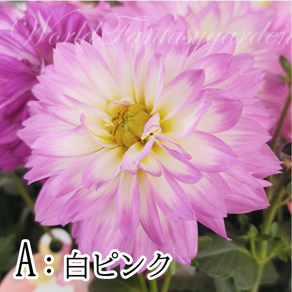 楽天市場 花苗 ダリア マキシ 3色から選べる 1鉢4号 お届け中 Dahlia Hybrid Maxi キク 菊 桃花 鉢植え 寄せ植え ガーデニング ガーデン ハッピーガーデン