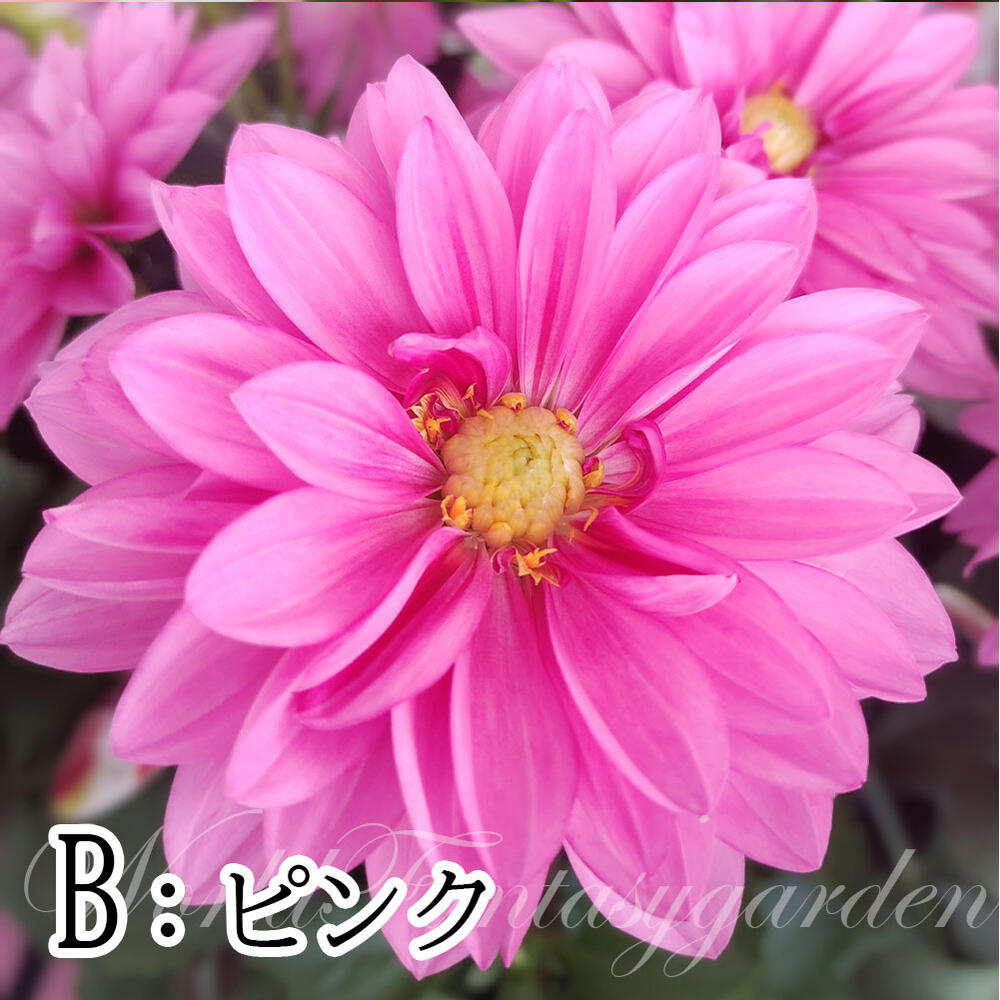 楽天市場 花苗 ダリア マキシ 3色から選べる 1鉢4号 お届け中 Dahlia Hybrid Maxi キク 菊 桃花 鉢植え 寄せ植え ガーデニング ガーデン ハッピーガーデン