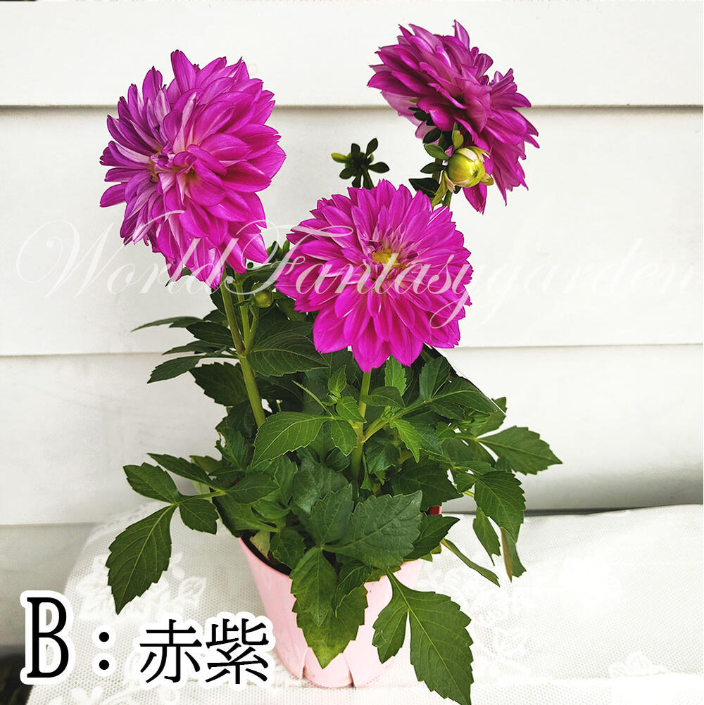 楽天市場 花苗 ダリア マキシ 3色から選べる 1鉢4号 お届け中 Dahlia Hybrid Maxi キク 菊 桃花 鉢植え 寄せ植え ガーデニング ガーデン ハッピーガーデン