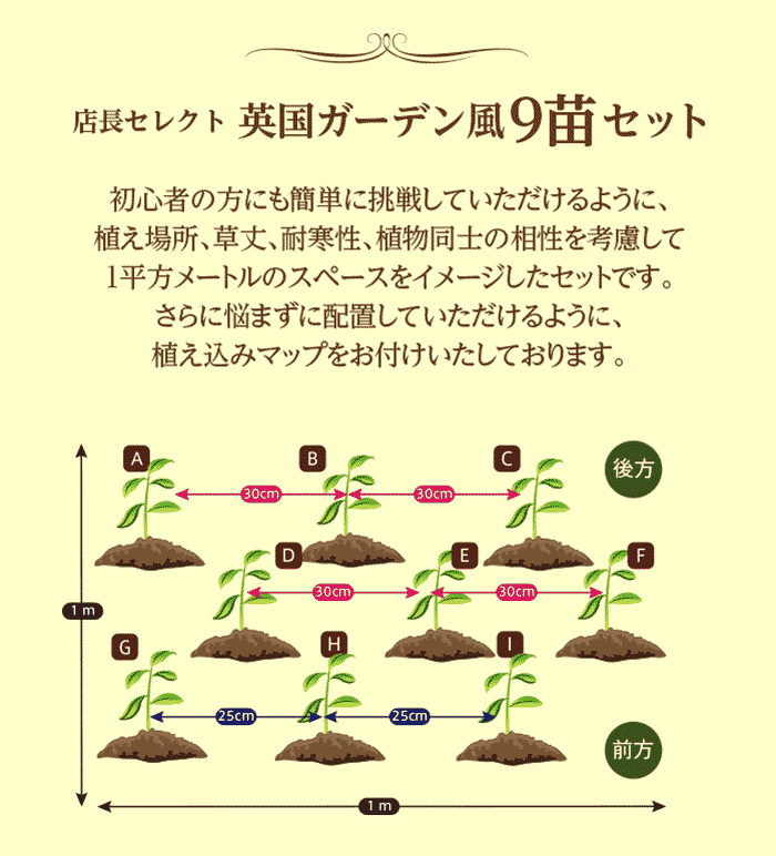 楽天市場 楽天1位 花苗 芽出し球根3鉢プレゼント付き 春の イングリッシュガーデン 苗９鉢 苗セット幅１mｘ1m 花壇用 植え込む用 送料無料 お届け中 地域限定 送料無料 花の苗 一年草 宿根草 多年草 花壇 庭 初級 ガーデニング 苗物 ナチュラルガーデン 英国庭園風