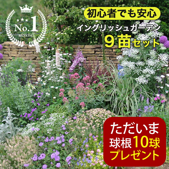 楽天市場】花苗 夏 アジュガ ピンクシェル 1鉢 2.5〜3号【お届け