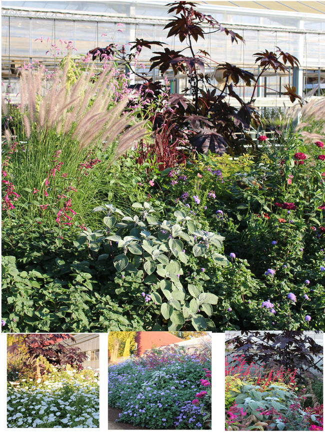 楽天市場 苗トウゴマ 1鉢3号 お届け中 Ricinus Communis Castorbeen 夏苗 花苗 温室性多年草 草丈高 赤葉 カラーリーフ 苗 鉢植え 庭植え ガーデニング 花壇 ハッピーガーデン