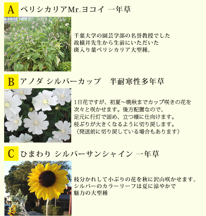 楽天市場 楽天1位 花苗 夏のイングリッシュガーデン 苗９鉢 苗セット幅１mｘ1m 花壇用 植え込む用 送料無料 球根18球プレゼント お届け中 地域限定 送料無料 花の苗 一年草 宿根草 多年草 花壇 庭 初級 ガーデニング 苗物 ナチュラルガーデン 英国庭園風 ハッピーガーデン