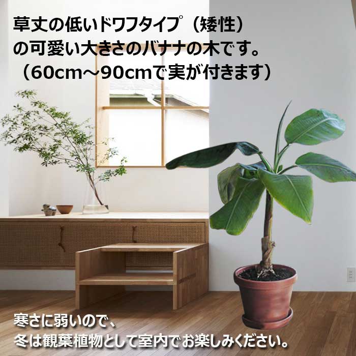 楽天市場 秋の贈り物 鉢植え ギフト果樹 ドワーフ モンキーバナナ の木 矮性 7 8号1鉢 即納 Musaceae Musa 誕生日 送料無料 誕生日プレゼント 祖母 女性 祖父フラワーギフト 開店祝い 新築祝い 引っ越し祝い 友人 お中元 21kr ハッピーガーデン