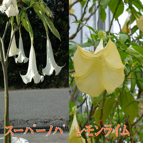 楽天市場 エンジェルトランペット 1鉢 10種類から選べる Brugmansia Arborea エンジェルストランペット ダチュラ キダチチョウセンアサガオ 木立朝鮮朝顔 ハッピーガーデン