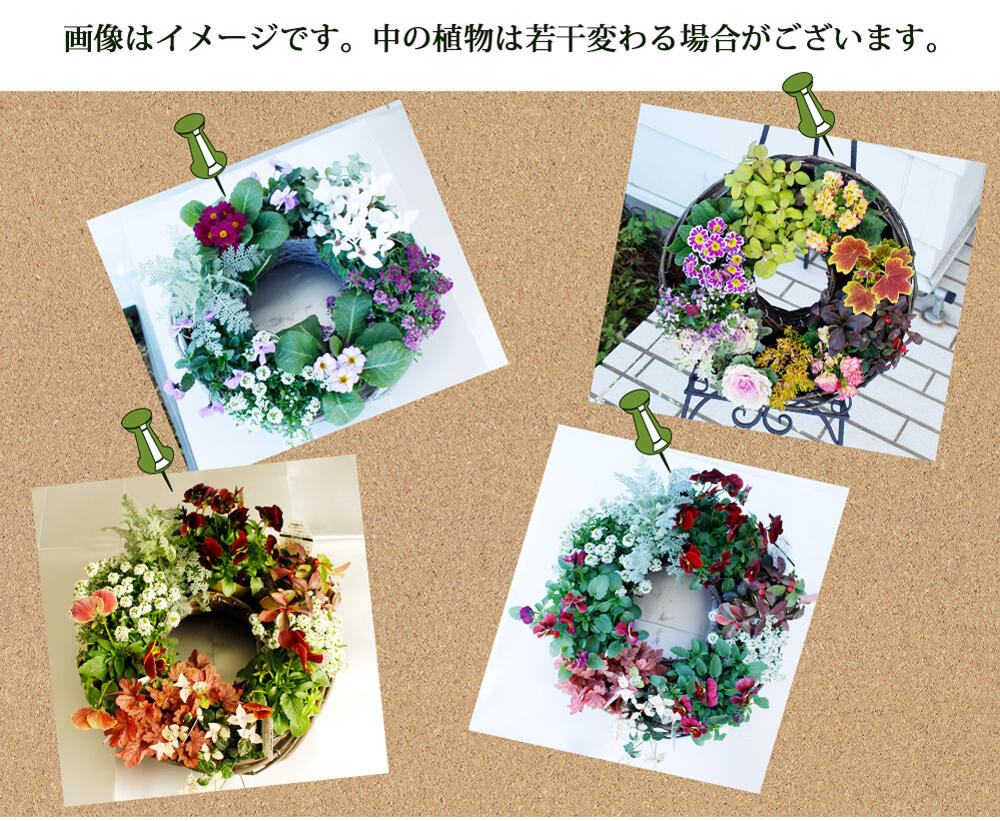 楽天市場 ギフト リース 迎春 リース Mサイズ 選べる3色 お届け中 地域限定 送料無料 お正月飾り 玄関 新年 リース 正月飾り 花 おしゃれ しめ飾り ハッピーガーデン