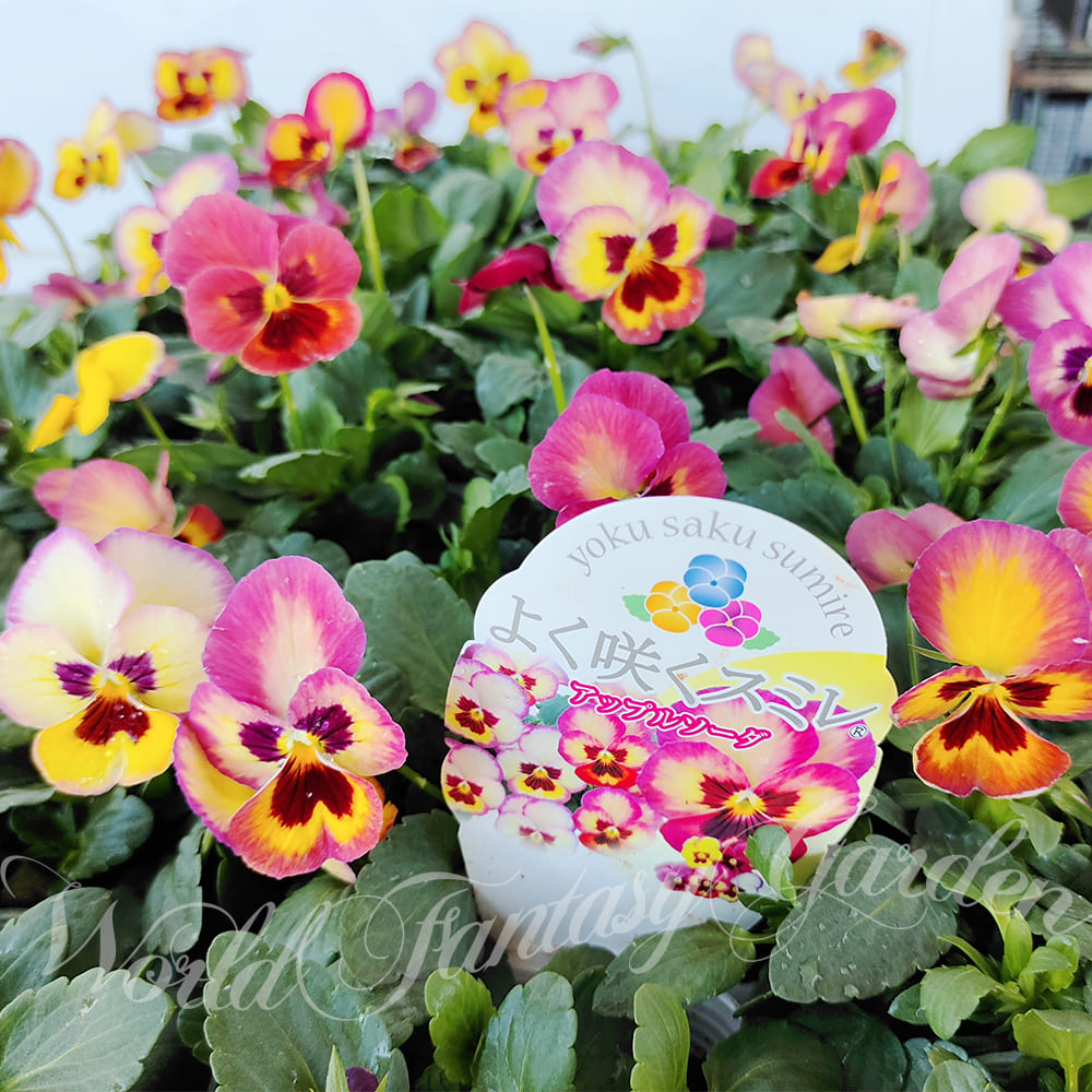 RM466 銘仙 まとめて 5枚　表地綺麗 RM466 銘仙 まとめて 5枚 表地綺麗 2025年最新】銘仙まとめ売りの人気