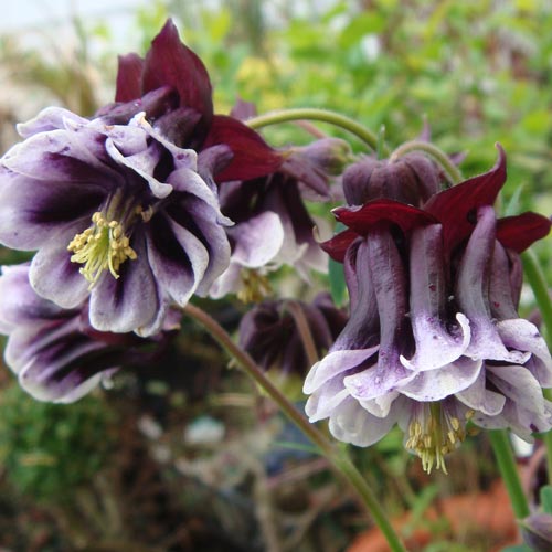 楽天市場 花苗 アクレギア ブラックベリー 1鉢3 5号 お届け中 Aquilegia Vulgaris Blackberry春苗 耐寒性 宿根草おだまき オダマキ 西洋オダマキ アクレギア 黒花 0430 ハッピーガーデン