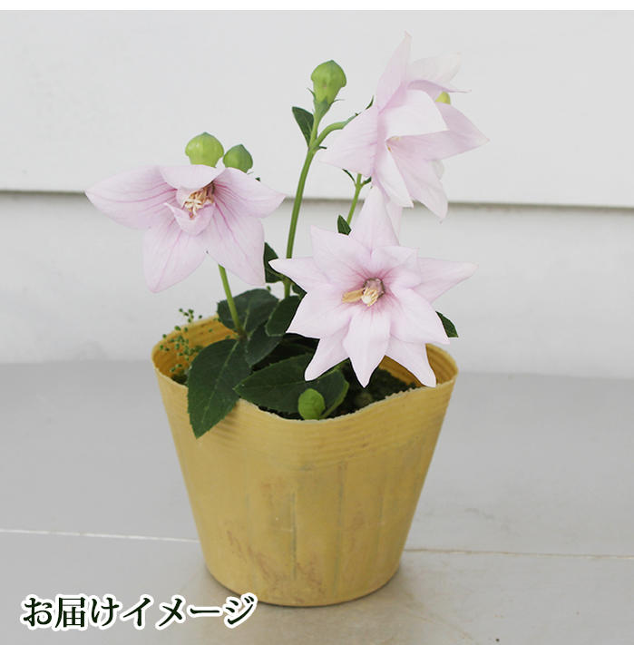 楽天市場 花苗 キキョウ アストラ ピンク 1鉢 3 5号 お届け中 Platycodon Grandiflorus 耐寒性 多年草 苗 キキョウ 桔梗 花の苗 バルン フラワー ハッピーガーデン