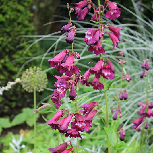 楽天市場 花苗 秋 ペンステモンブラックバード 1鉢3 5号 お届け中 Penstemon Blac Bird 宿根草 耐寒性 花苗 秋 苗 寄せ植え 紫花 イングリッシュガーデン 鉢植え 庭植え ガーデニング 花壇 Fman10 ハッピーガーデン