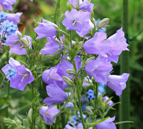 楽天市場 花苗 春 カンパニュラ テルハムビューティ 1鉢3 5号 お届け中 Campanula Persiciflolia Telham Beauty 花苗 宿根草 青花 イングリッシュガーデン 苗 鉢植え 庭植え ガーデニング 多年草 花壇 花の苗 0430 ハッピーガーデン