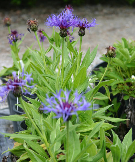 楽天市場 セントーレア モンタナ 1鉢3 5号 Centaurea Montana 冬苗 秋苗 花苗 宿根草 イングリッシュガーデン 苗 青花 ハッピーガーデン