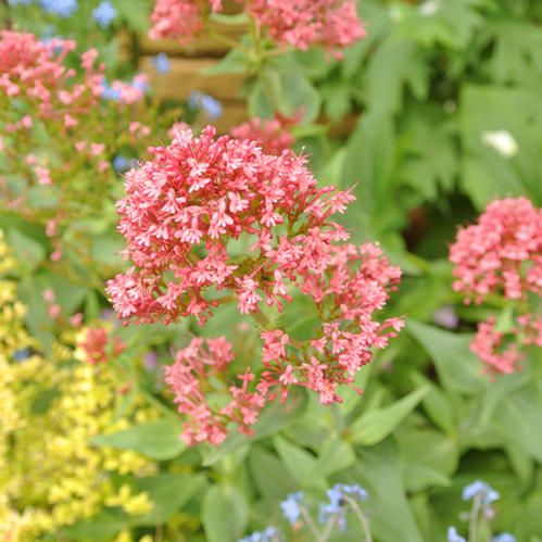 楽天市場 花苗 秋 セントランサス 選べる2種 1鉢3号 3 5号 お届け中 冬 苗 宿根草 花苗 赤花 白花 イングリッシュガーデン 苗 鉢植え 庭植え ガーデニング 花壇 コッキネウス スノウクラウド Centranthus Ruber Coccineus Fman10 ハッピーガーデン