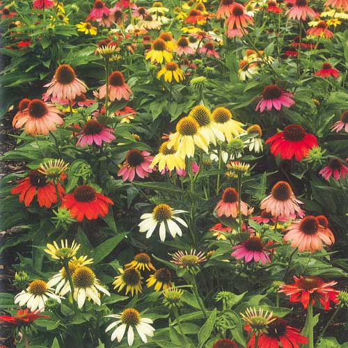 楽天市場 花苗 エキナセア シャイアンスピリット Mixカラー 1鉢3号 お届け中 Echinacea Purpurea Cheyennespirit 夏苗 春苗 花苗 季節の花苗 苗物 宿根草 イングリッシュガーデン 苗 鉢植え 庭植え 寄せ植え ガーデニング 花壇 Fman10 ハッピーガーデン