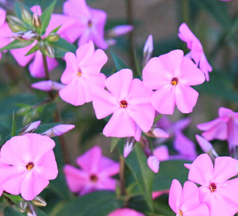 楽天市場 フロックス カロリナビルベイカー １鉢4号 Phlox Carolina Bill Baker 宿根草 春苗 花苗 草丈中 桃花 イングリッシュガーデン 苗 鉢植え 庭植え 寄せ植え ガーデニング 花壇 ハッピーガーデン