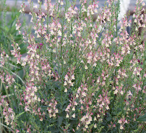 楽天市場 花苗 秋 リナリア アプリコットチャーム 1鉢 3号 お届中 Linaria 花苗 春 夏 宿根草 苗 桃花 草丈中高 イングリッシュガーデン 苗 鉢植え 庭植え ガーデニング 花壇 Fman10 ハッピーガーデン