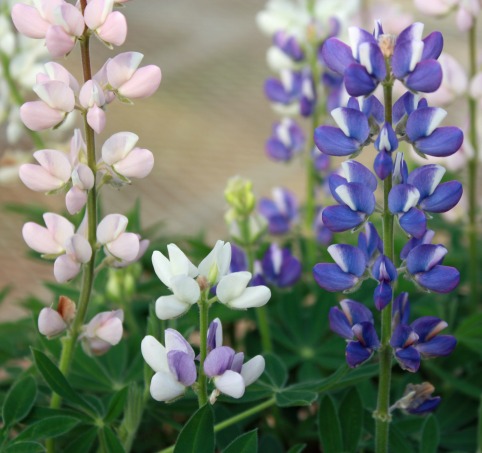 楽天市場 花苗 ルピナス ピクシーディライト ミックス 1鉢3 5号 お届け中 Lupinus Pixie Delight Mix 一年草 春苗 花苗 パステルカラー 苗 鉢植え 庭植え ガーデニング 花壇 ハッピーガーデン