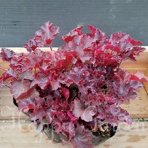 楽天市場】花苗 ヒューケラ キャラメル 3.5号 大型葉 オレンジ系 楽天市場】花苗 ヒューケラ キャラメル 3.5号 大型葉 オレンジ系