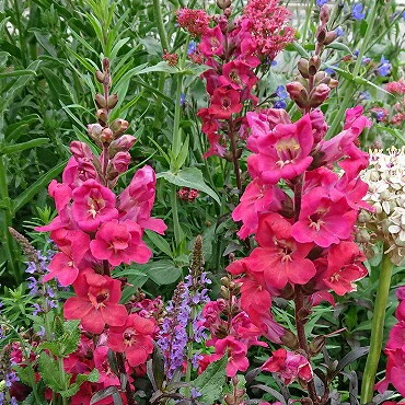 楽天市場】花苗 キンギョソウ ミニチェリーコーラ 1鉢 3〜3.5号【お