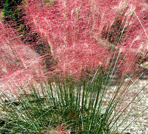 楽天市場 花苗 秋 ムーレンベルギア カピラリス 1鉢3号 ロング お届け中 Muhlenbergia Capillaris ミューレンベルギア カピラリス 耐寒性 宿根草 多年草 カラーリーフ 苗 花の苗 ガーデニング 花壇 Fman10 ハッピーガーデン