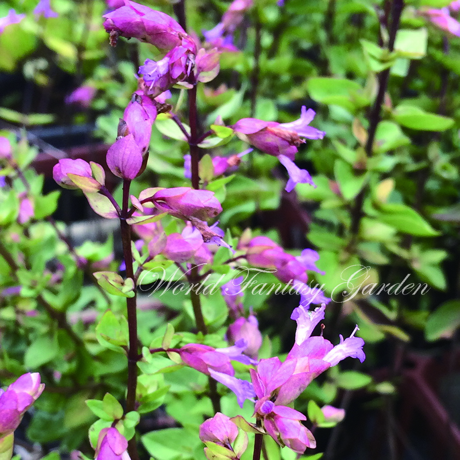 楽天市場 観賞用の花 オレガノ ブリストルクロス 3号 Origanum Bristolcross 新品種 多年草 寄せ植え 庭植え 鉢植え ハーブ 苗 ハーブ苗 ハッピーガーデン