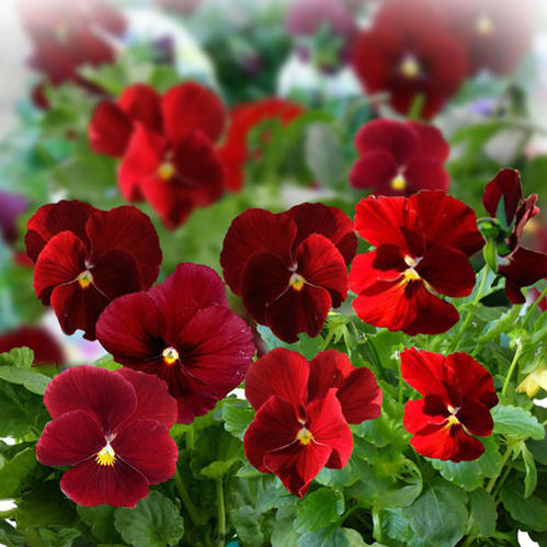 楽天市場 花苗 秋 よく咲くスミレ クランベリー 3 5号 2鉢セット お届け11月中旬 秋苗先行予約 スミレ 苗 冬苗 秋苗 花苗 イングリッシュガーデン 寄せ植え 庭植え ガーデニング 花壇 21pan ハッピーガーデン