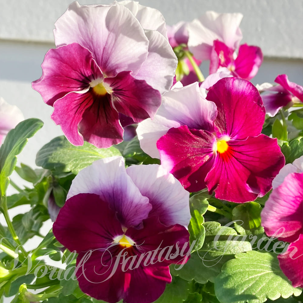 【楽天市場】花苗 ビオラ ナチュレ フロスティローズ 2鉢セット【お届け中】viora 秋 冬 鉢植え 寄せ植え 花壇 庭植え ハッピー