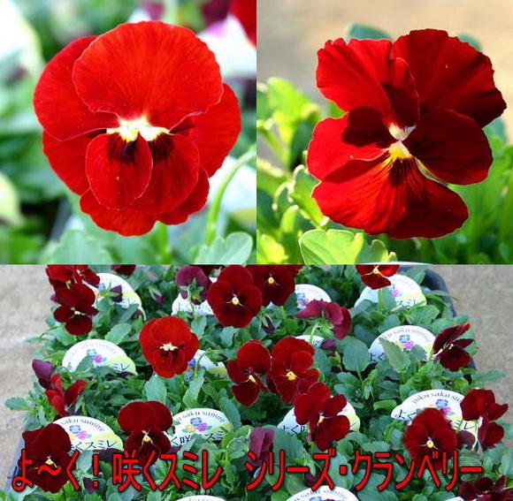 楽天市場 花苗 秋 よく咲くスミレ クランベリー 3 5号 2鉢セット お届け11月中旬 秋苗先行予約 スミレ 苗 冬苗 秋苗 花苗 イングリッシュガーデン 寄せ植え 庭植え ガーデニング 花壇 21pan ハッピーガーデン