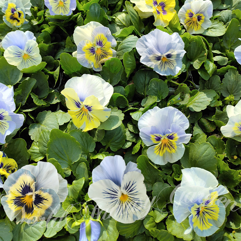 ドイリー1117❤️薔薇、パンジー、アネモネの花園✨48㎝✨ ドイリー1117❤️薔薇、パンジー、アネモネの花園✨48㎝✨ ドイリー